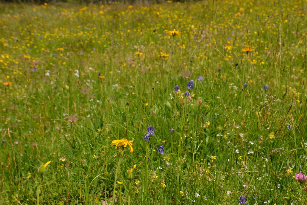 Platzer Alm 27.06.2022